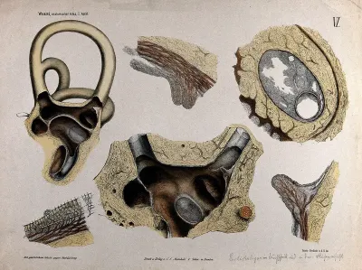 Anatomical sections of the ear: organ of Corti