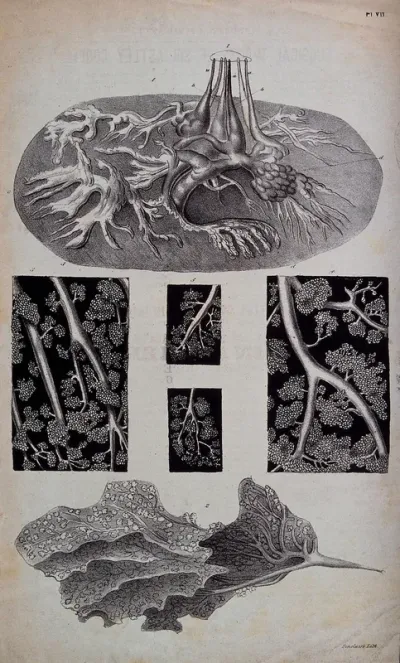 Anatomical structures: six figures