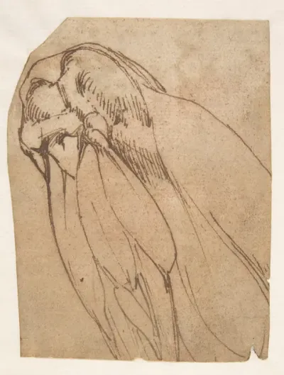 Anatomical Study of a Knee