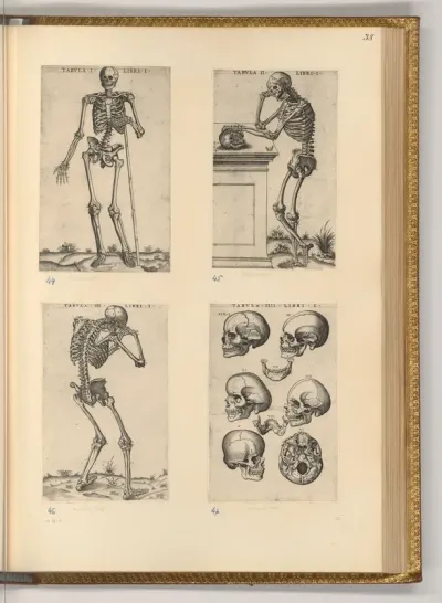 Anatomie. Der menschliche Körper