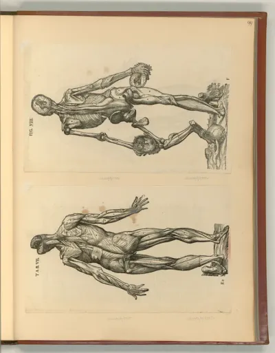Anatomie des menschlichen Körpers (Mann)