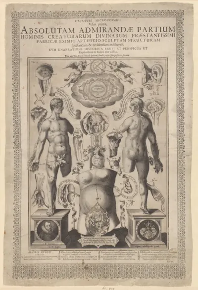 Anatomie en fysiologie van het menselijk lichaam met details van het oog, oor en de buikholte bij zwangerschap