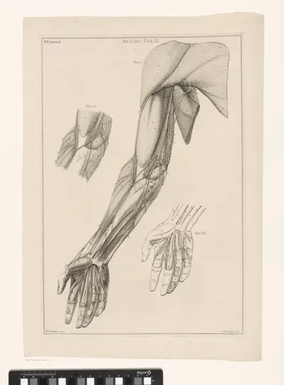 Anatomie van de arm, de hand en de schouder met nummers
