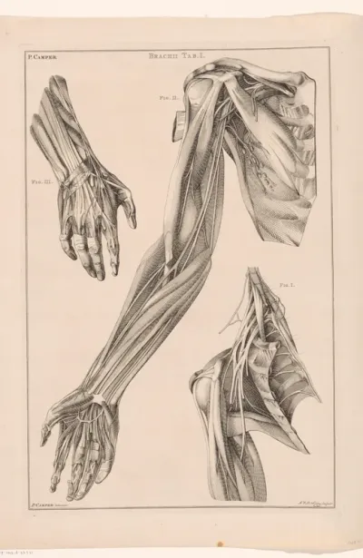 Anatomie van de arm, de hand en de schouder