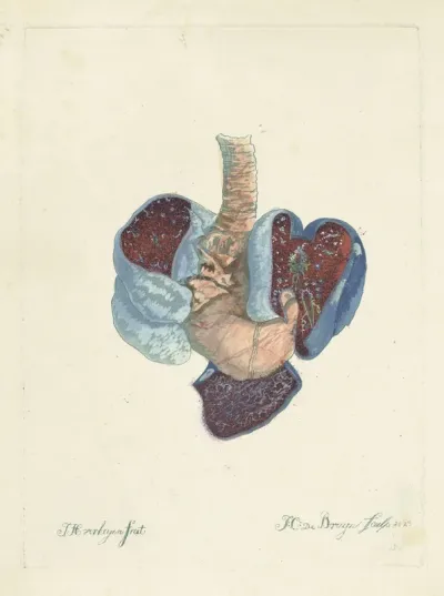 Anatomie van de longen en de maag