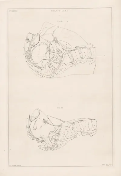 Anatomie van de pelvis, met nummers