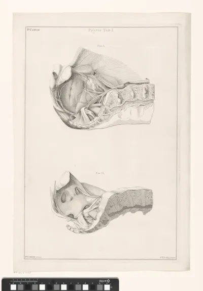 Anatomie van de pelvis, ongenummerd