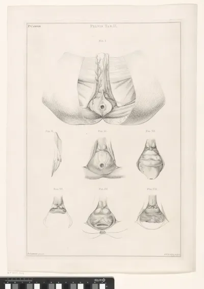 Anatomie van de pelvis
