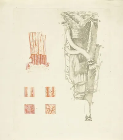 Anatomie van de slokdarm en de aorta