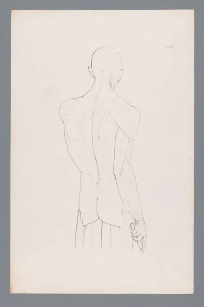 Anatomie van een bovenlichaam op de rug gezien