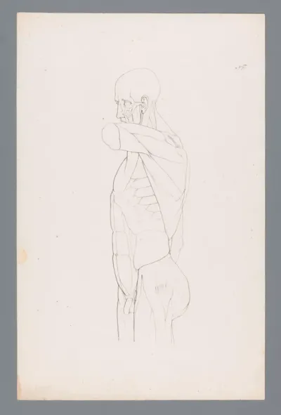 Anatomie van een mannelijk bovenlichaam