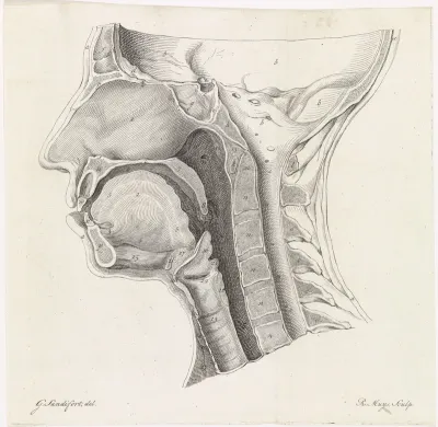 Anatomie van het hoofd