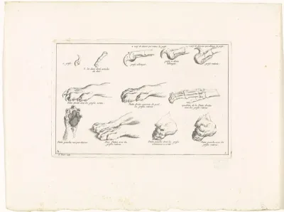 Anatomie van leeuwenpoot