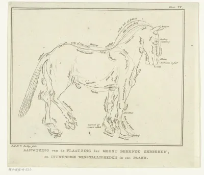 Anatomie van paard met mogelijke gebreken in lichaamsbouw
