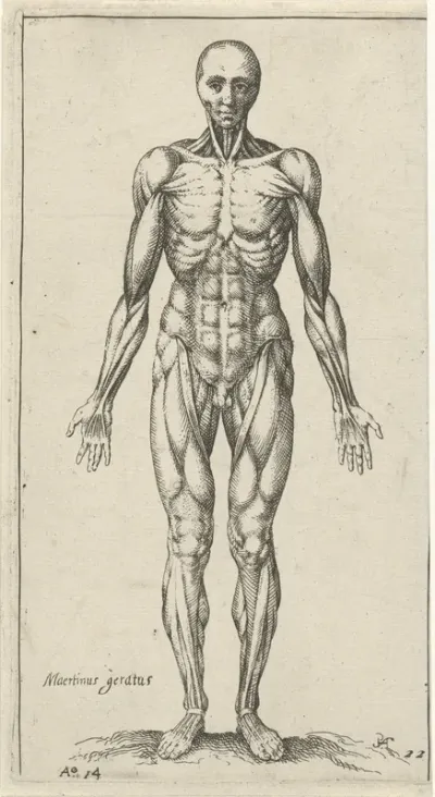 Anatomisch beeld