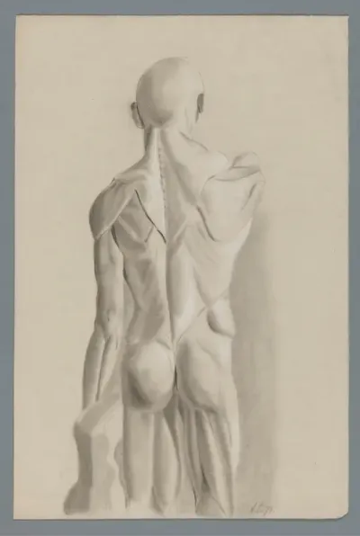 Anatomisch gipsmodel, op de rug gezien