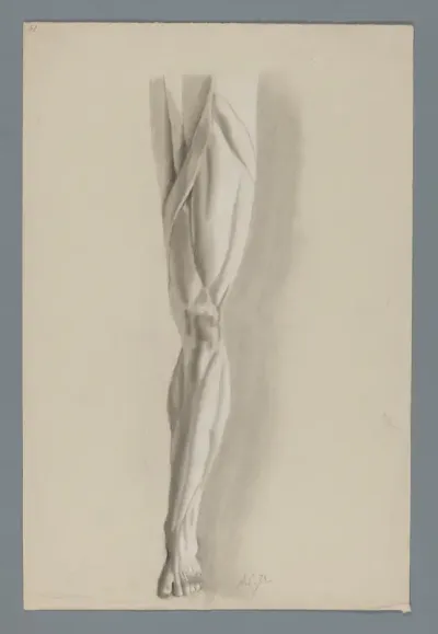 Anatomisch gipsmodel van een been