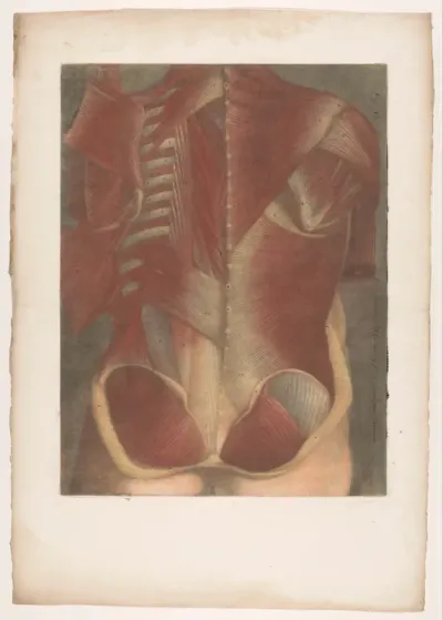 Anatomisch spiermodel van een mannentorso, van achteren gezien