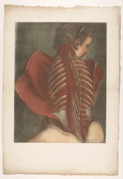 Anatomisch spiermodel van een vrouwentorso, met detail op de ribben