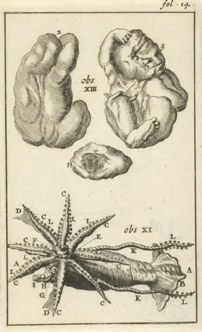 Anatomische afbeelding I