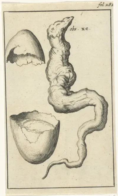 Anatomische afbeelding IX