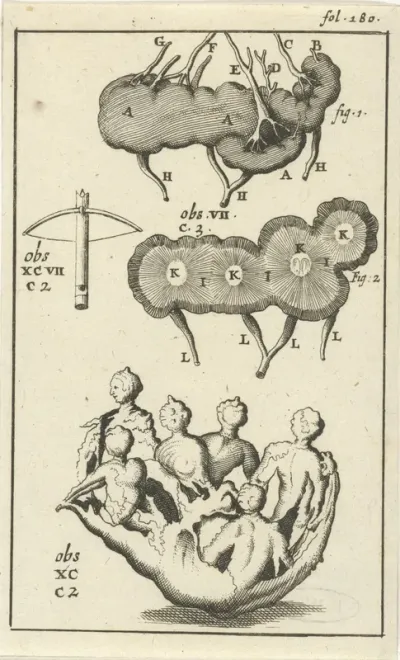 Anatomische afbeelding VII