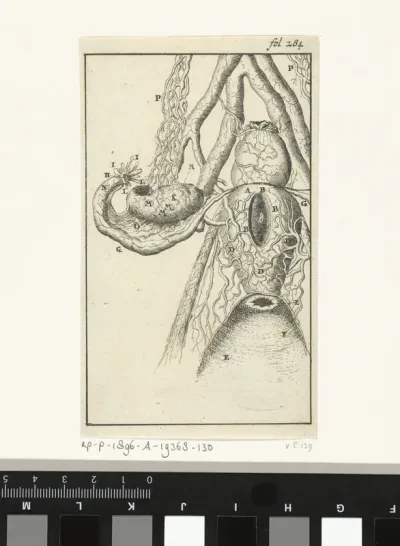 Anatomische afbeelding X
