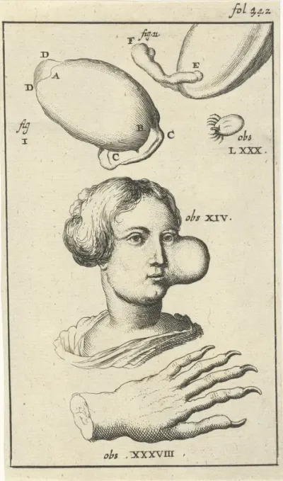 Anatomische afbeelding XI