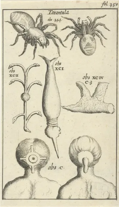 Anatomische afbeelding XII