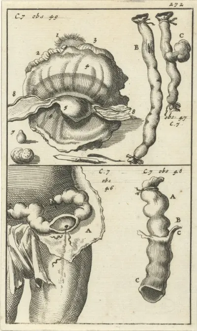 Anatomische afbeelding XIX