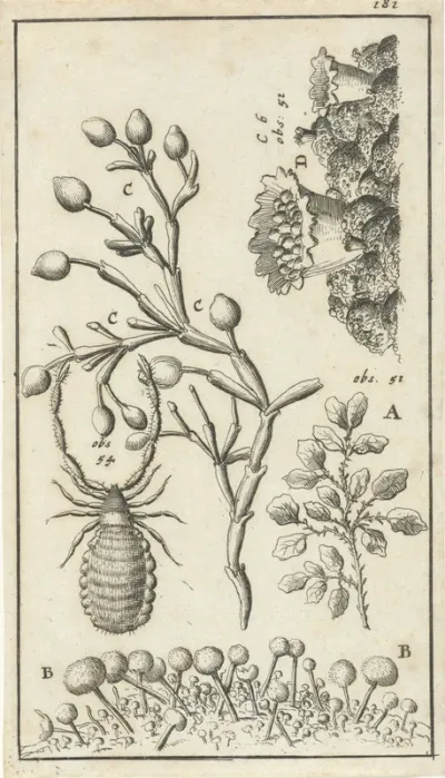 Anatomische afbeelding XVI
