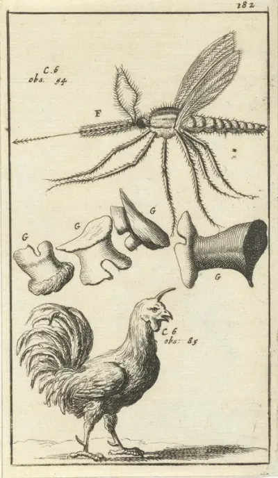 Anatomische afbeelding XVII