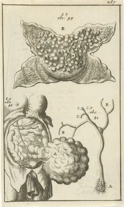 Anatomische afbeelding XVIII