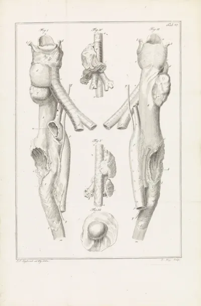 Anatomische afbeelding