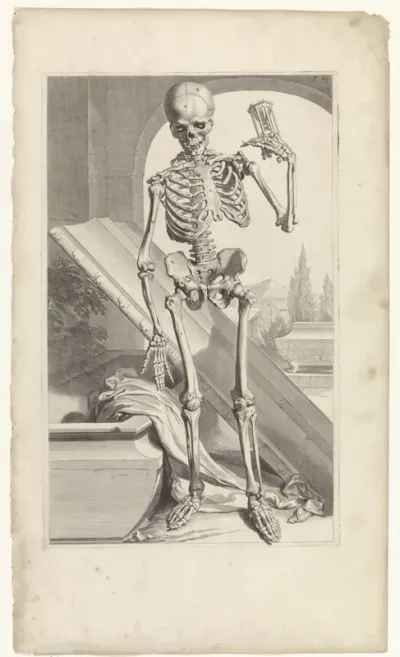 Anatomische model van een menselijk skelet