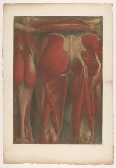 Anatomische spiermodellen van de achterkant van het bekken en de bovenbenen