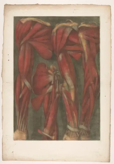 Anatomische spiermodellen van de arm en schouder