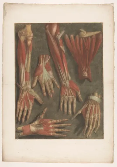Anatomische spiermodellen van de hand