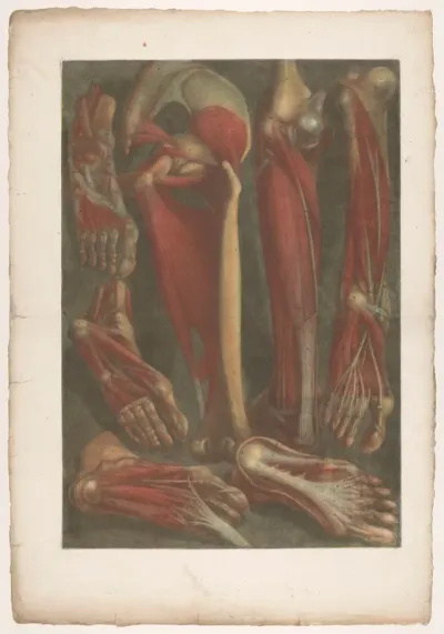 Anatomische spiermodellen van de scheenbenen en de voeten