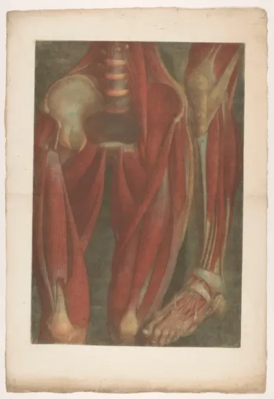 Anatomische spiermodellen van het bekken en een been