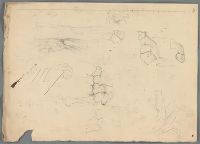 Anatomische studie van botten