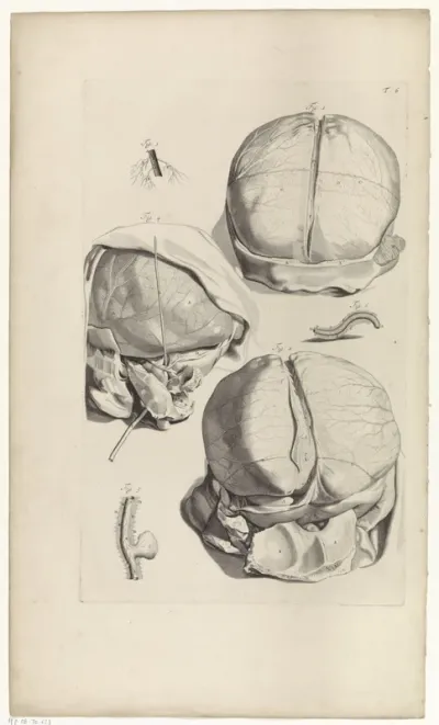 Anatomische studie van de achterkant van een schedel