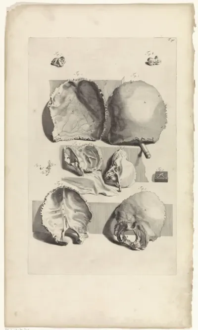 Anatomische studie van de achterkrant van een schedel