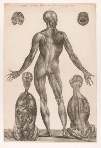 Anatomische studie van de achterzijde van het lichaam
