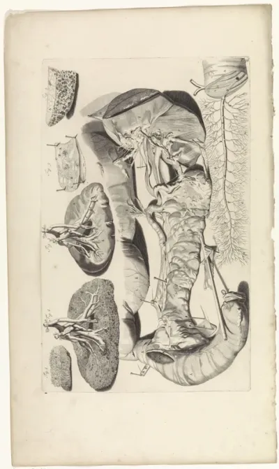 Anatomische studie van de alvleesklier en de nieren