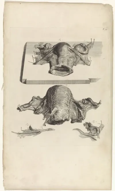 Anatomische studie van de baarmoeder en de eierstokken