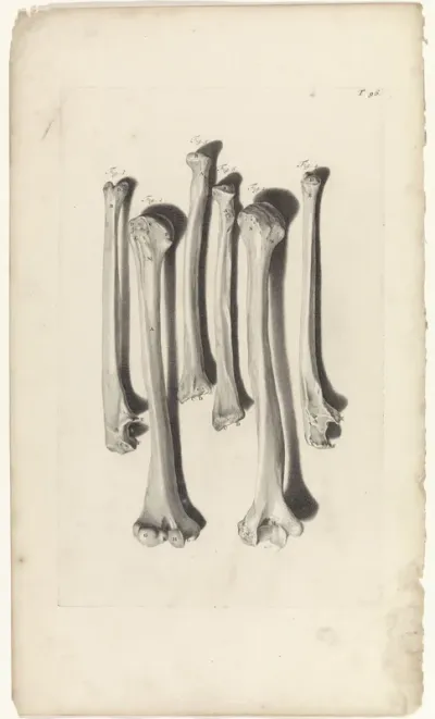 Anatomische studie van de beenderen van de arm