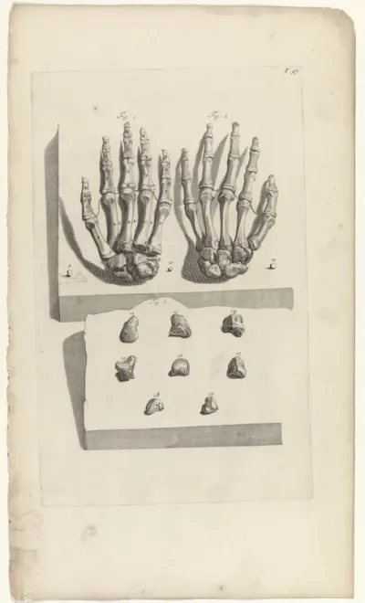 Anatomische studie van de beenderen van de handen