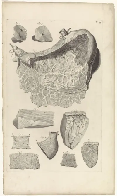 Anatomische studie van de binnenkant van de maag