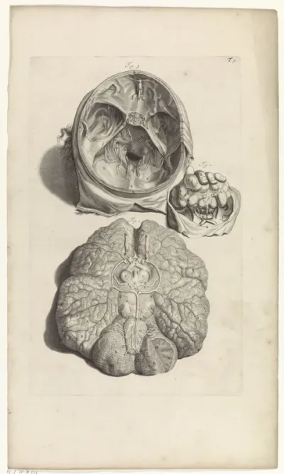 Anatomische studie van de binnenkant van de schedel en de hersenen